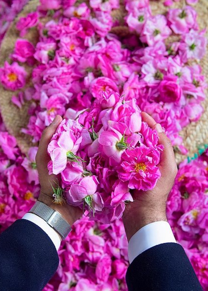 الورد الطائفي.. سحر خاص لمدينة العطور والورود - المصدر وكالة الأنباء السعودية