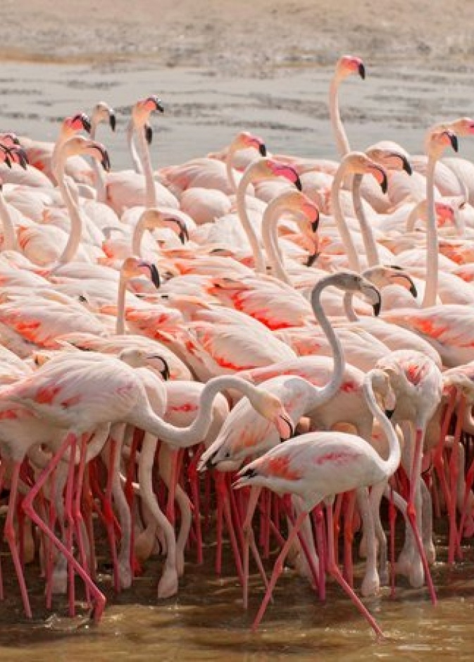 محمية رأس الخور للحياة البرية