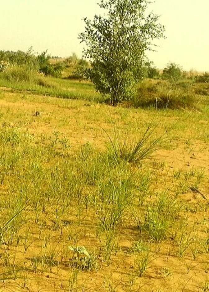 محمية حزام غابات المنتثر وجهة ساحرة لعشاق الطبيعة