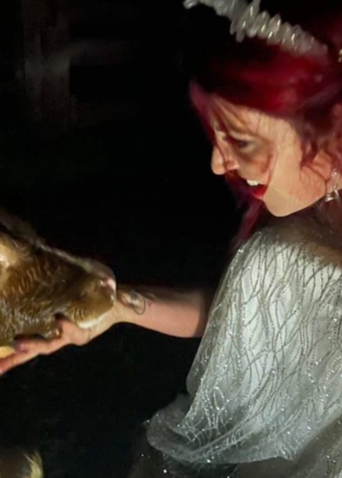 عروس تساعد في ولادة بقرة بفستان الزفاف