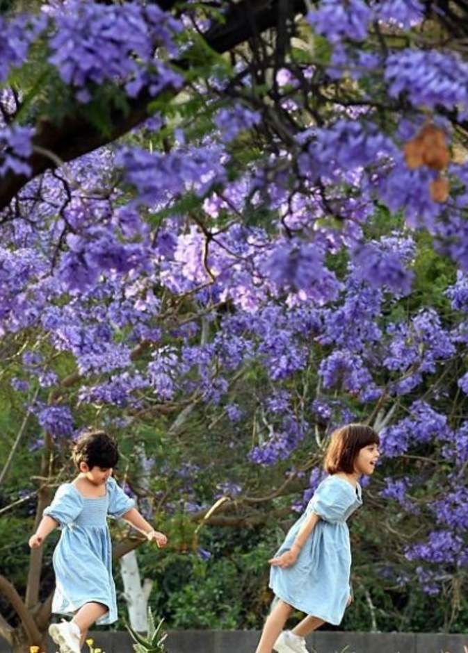 أشجار الجاكرندا تحول أبها إلى لوحة طبيعية خلابة - المصدر وكالة الأنباء السعودية