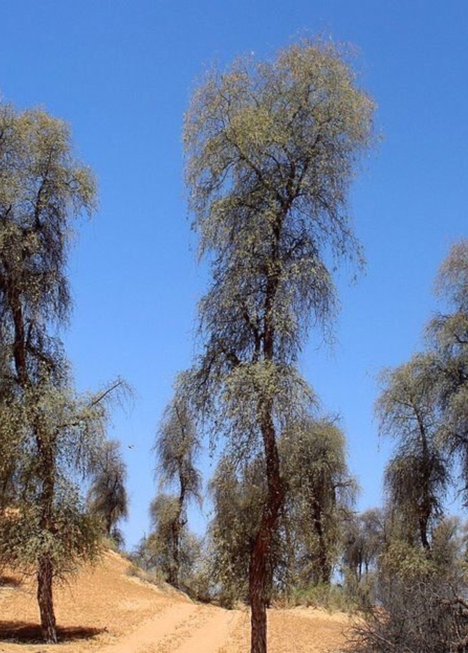  سحر الطبيعة في محمية المنتثر الطبيعية - المصدر تويتر