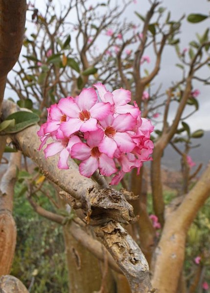 زهور عسير.. ألوان زاهية وروائح عطرية تأسر القلوب - المصدر وكالة الأنباء السعودية