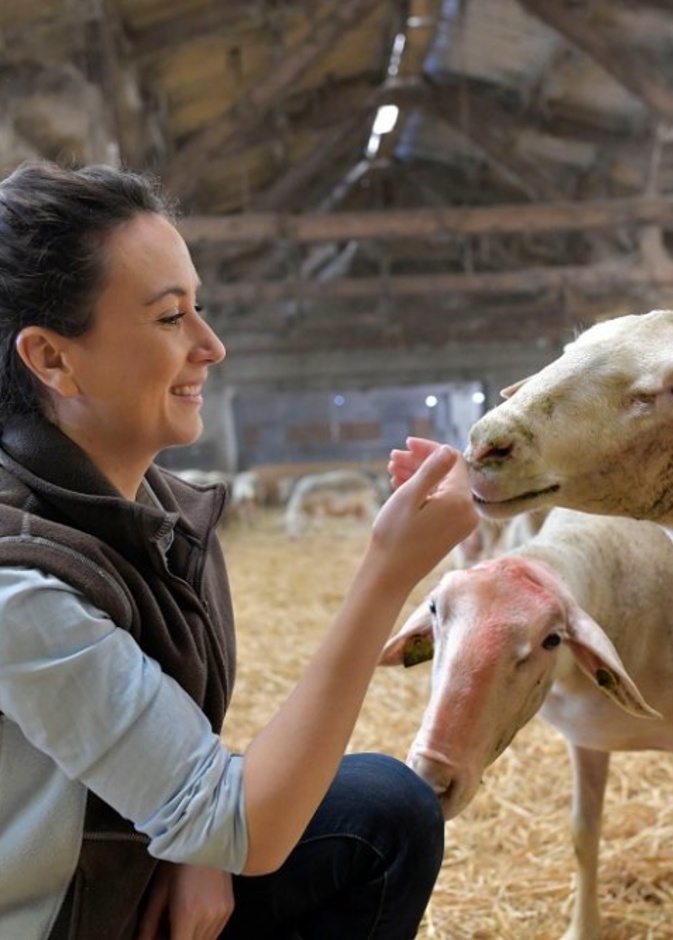 كيف تشاركين زوجك اختيار خروف العيد