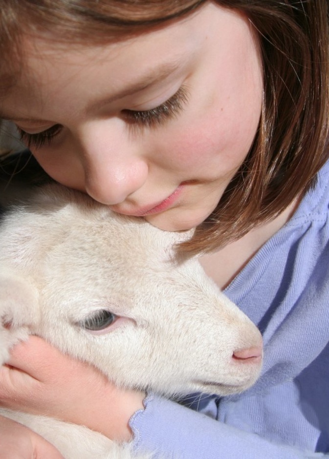 هل مشاهدة الأطفال لذبح الاضحية آمن وما هو السن المناسب لمشاهدتها