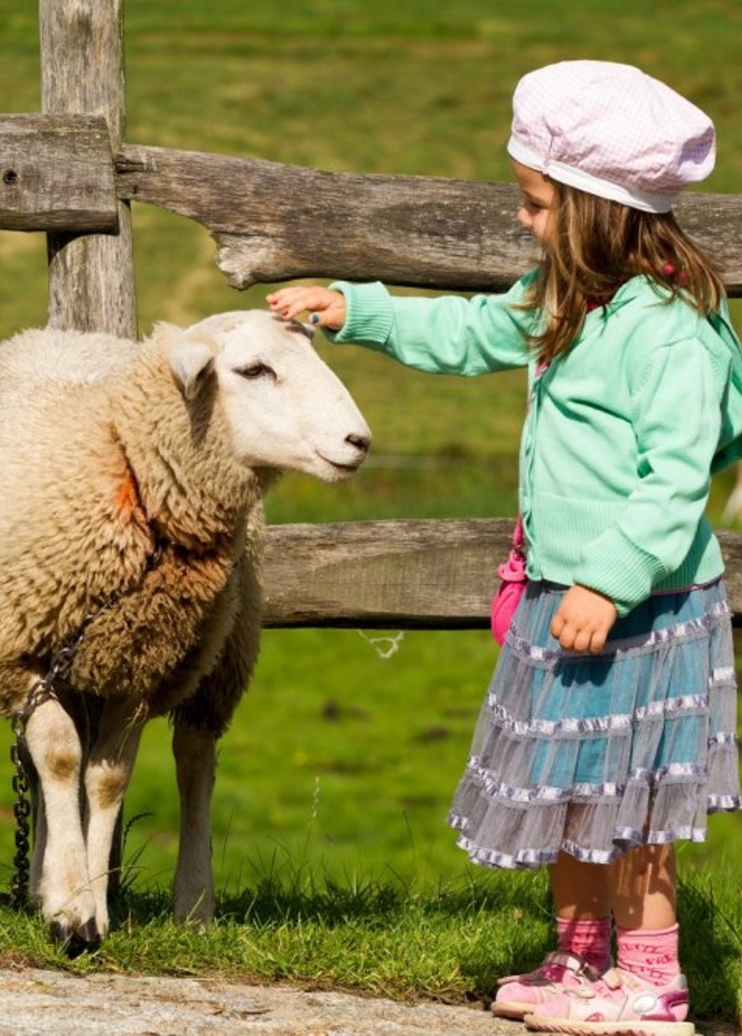 ما هي أسباب رفض الطفل تناول لحم خروف العيد