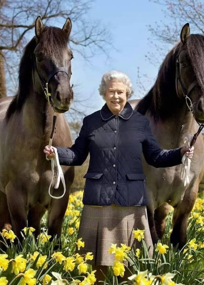 إجمالي جوائز خيول الملكة الفائزة 18 مليون إسترليني