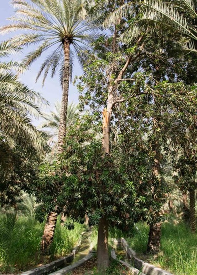 أجواء مثالية لجميع العائلة في الواحة المصغرة- المصدر أبوظبي للسياحة والثقافة