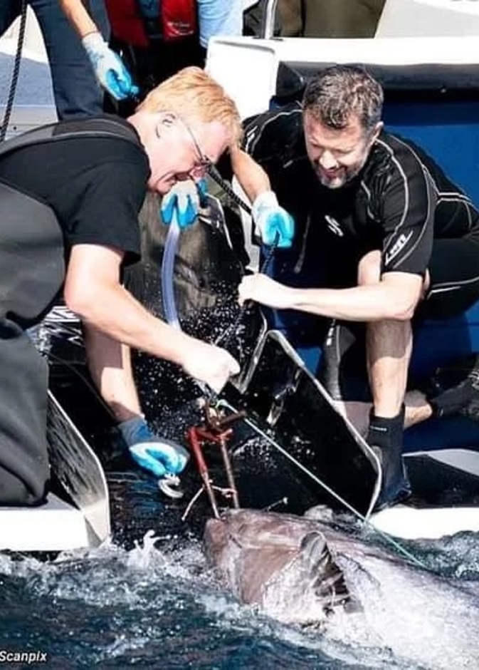 الأمير فريدريك يتفقد سمكة تونة زرقاء في أحدث مهماته الرسمية