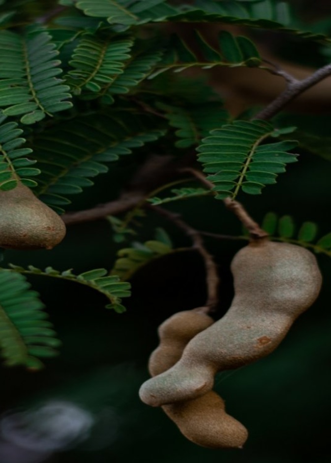  ماهي فوائد التمر الهندي للكبد