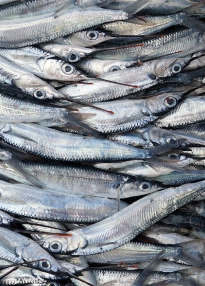  فوائد سمك الانشوجة الصحية