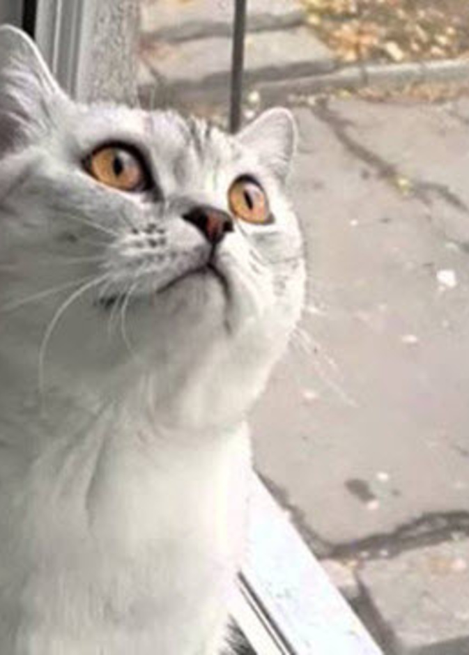 القط الأكثر تركيزاً