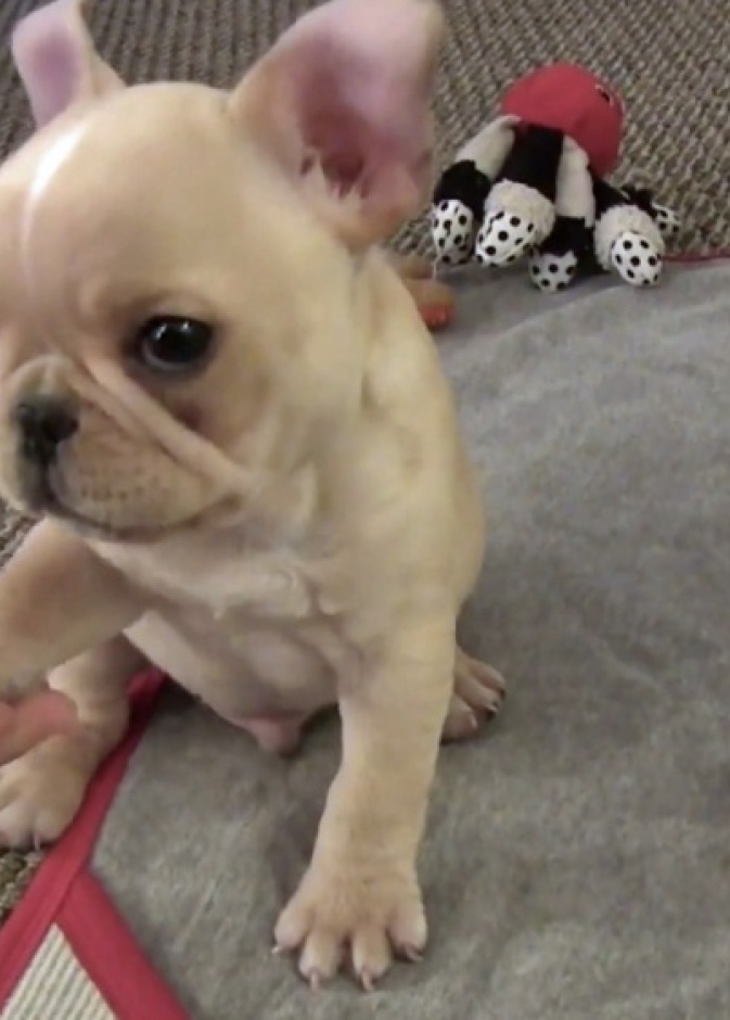 برودي.. كلب صغير يقوم بخدع مسلية