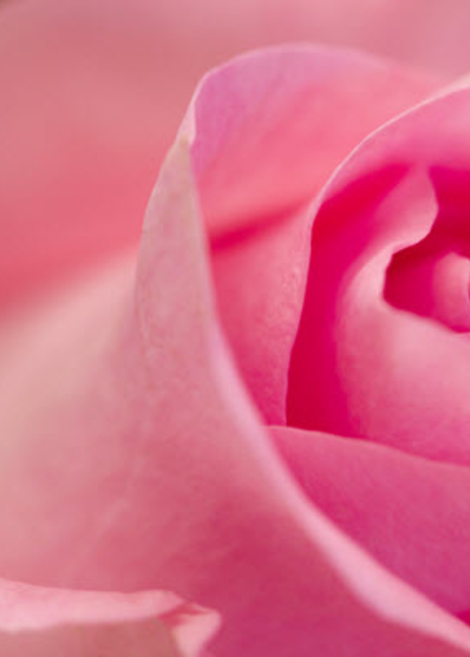 سينتشر اللون الزهري في معظم فنادق ومطاعم دبي خلال شهر أكتوبر دعماً لحملة سرطان الثدي