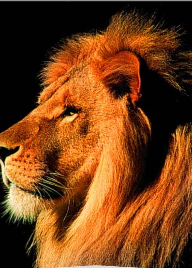 بالفيديو: أسود تتجول في حي قرطبة بالرياض!