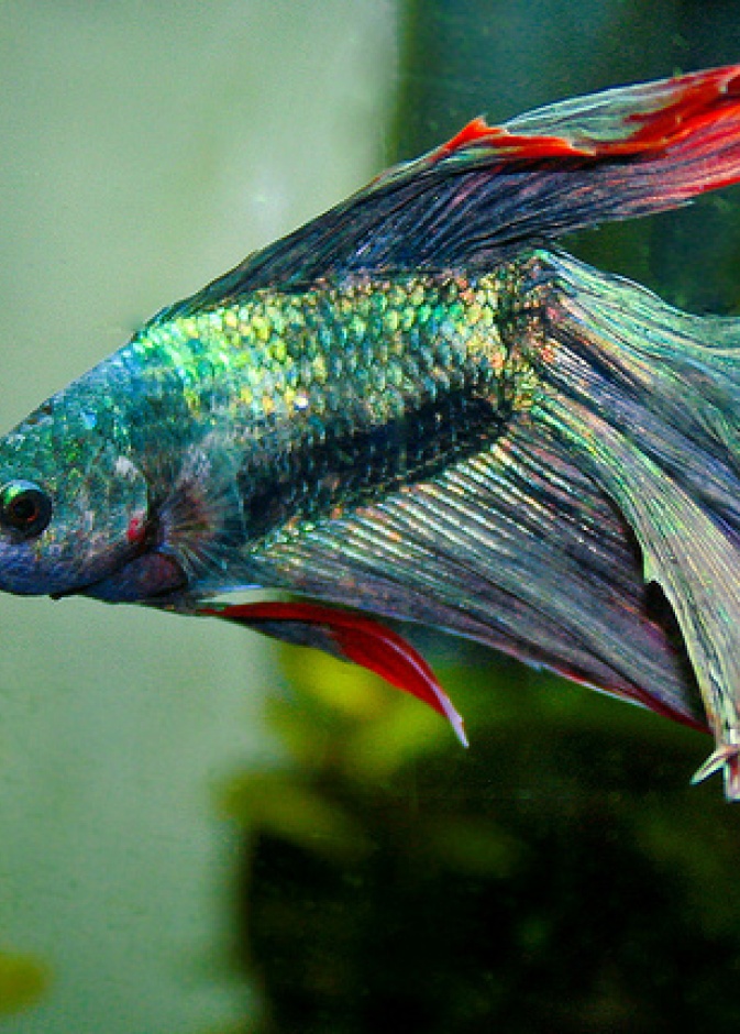 بالفيديو: مياه الأمطار تحمل أسماكاً للعاصمة السعودية