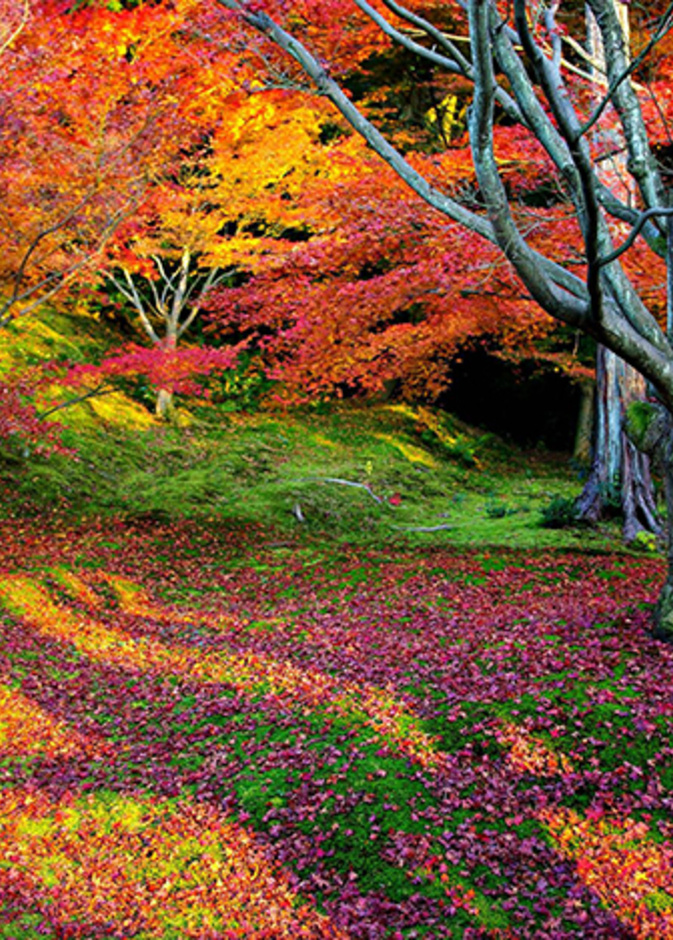 كيوتو Kyoto .. أفضل مدينة في العالم 2015