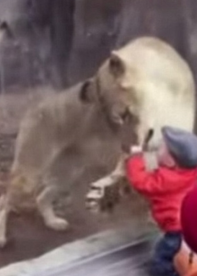 بالفيديو: لبؤة تحاول التهام طفل بطريقة "طريفة"