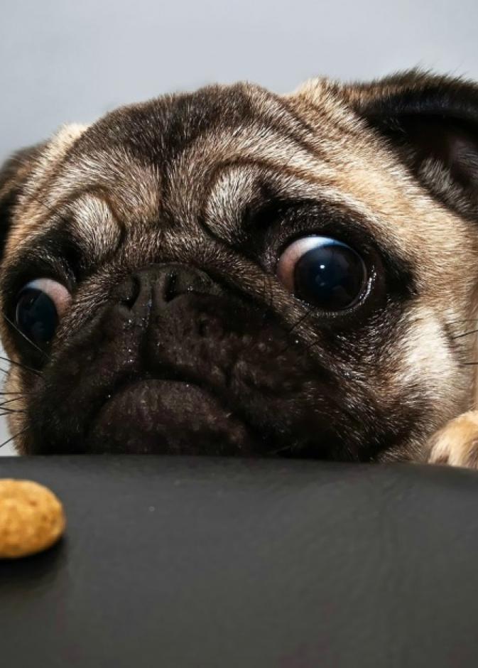 بالفيديو: هكذا يستعد "Doug the Pug" لموعد النوم