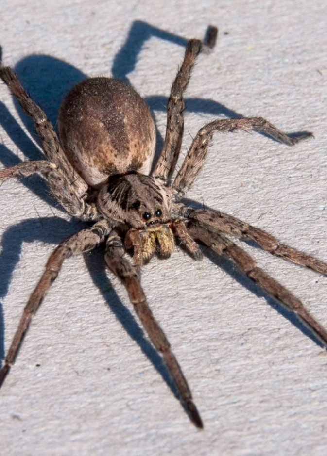 بالفيديو.. عنكبوت ضخم يخرج من إصبع موز