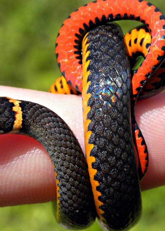 هندي يطلق 300 أفعى في غابة