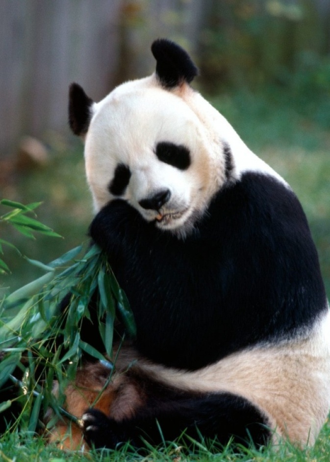 فيديو طريف لباندا متمسك بمدربه