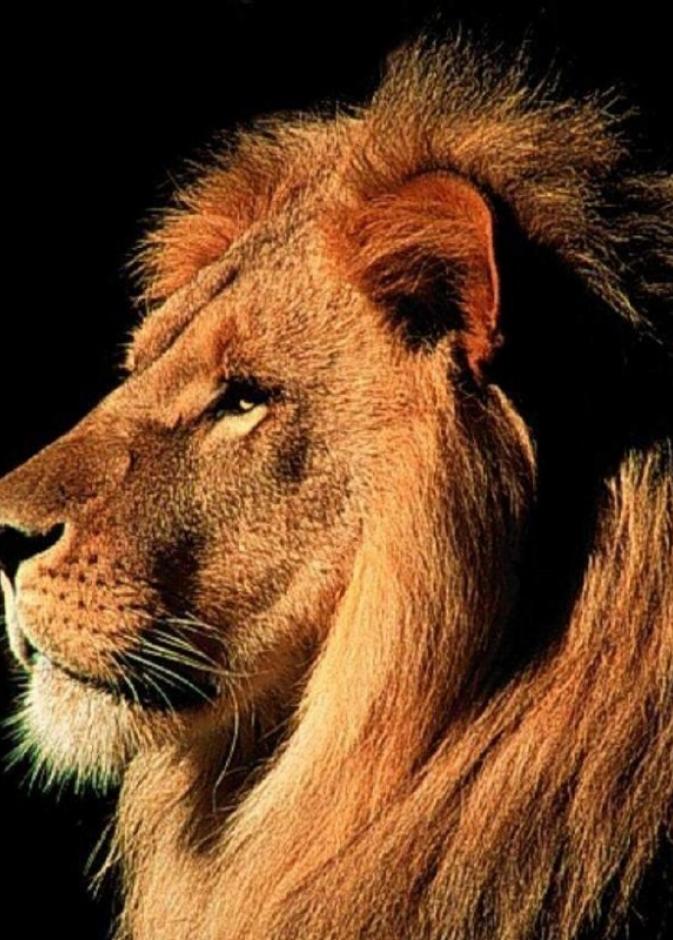 فيديو.. أسد يهاجم مذيعا على الهواء مباشرة