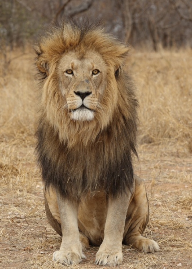 سعودي يتزوج تنزانية من دون شرط "قتل الأسد"  