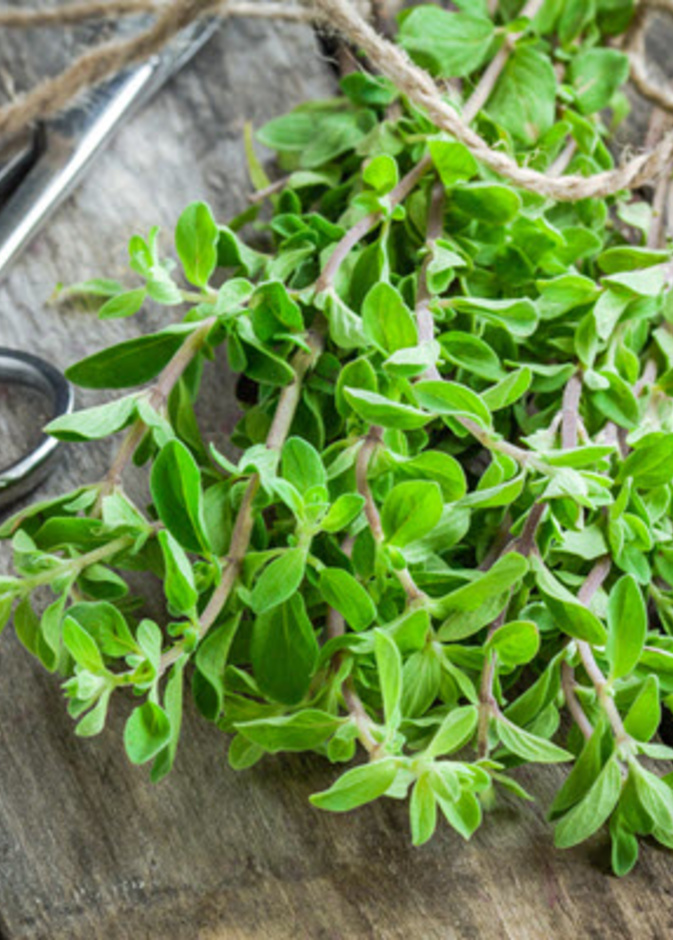 نبتة البردقوش الفعالة في إنقاص الوزن