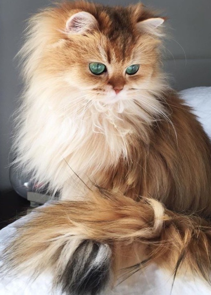 أجمل قطة على انستقرام