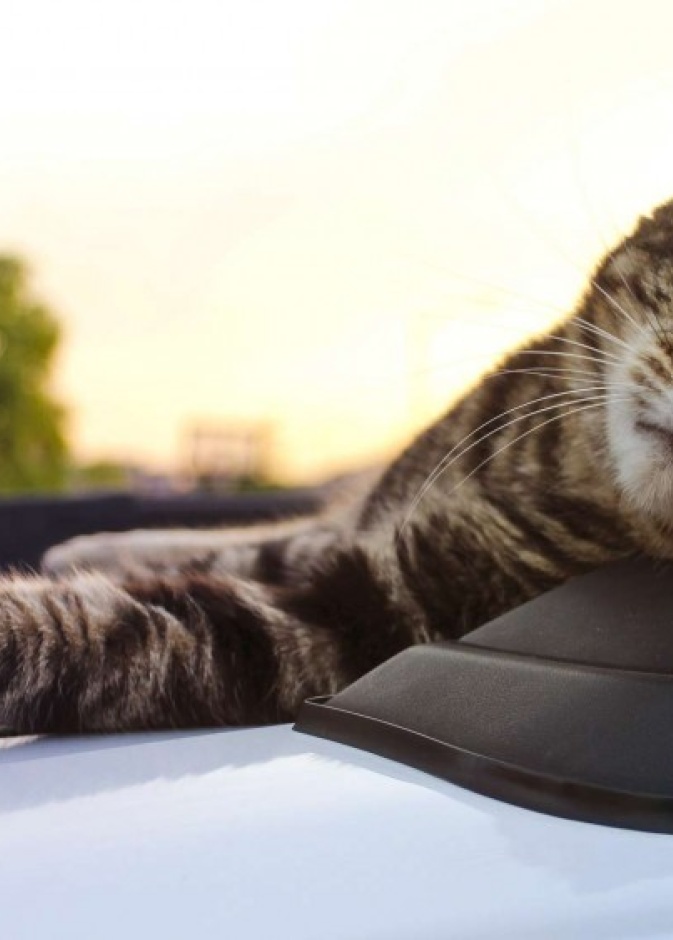 بالفيديو: تارا رمز الشجاعة في أميركا... لن تصدّق ما فعلته