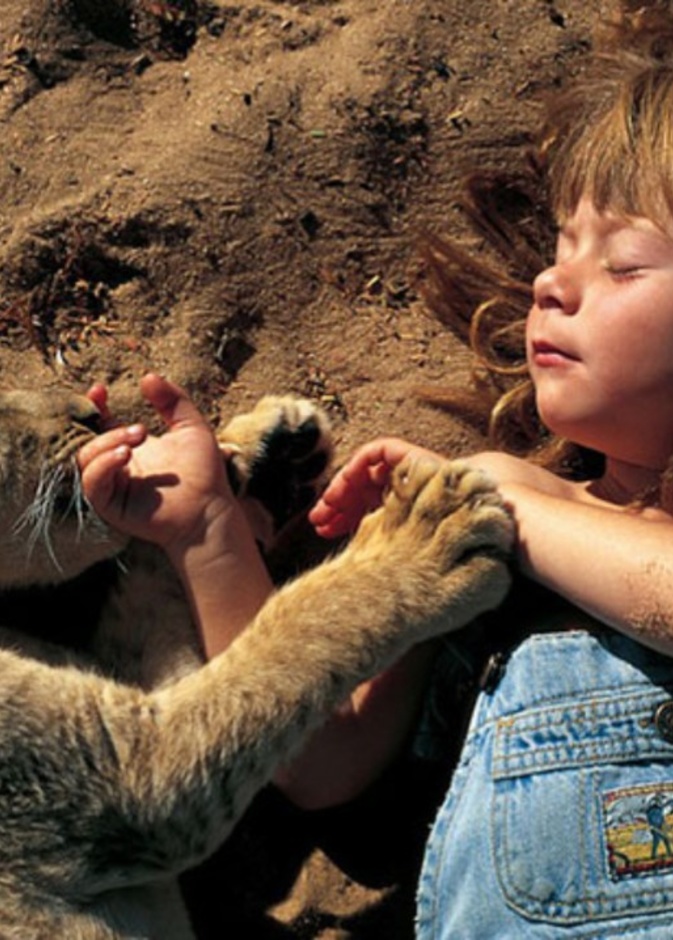 بالفيديو: طفل ينجو من فكي أسد