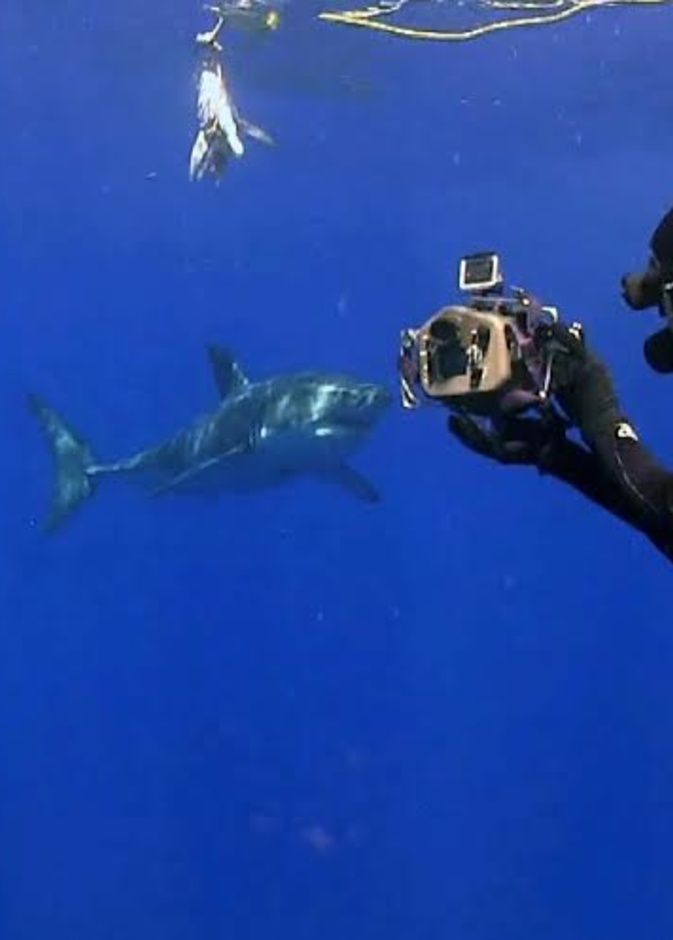 مغامر يلتقط صورة سيلفي مع الفك المفترس