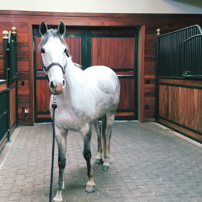 أثار نقاشا على مواقع التواصل الاجتماعي حول ما إذ كان كل هذا مناسب لعيش الخيول أم لا