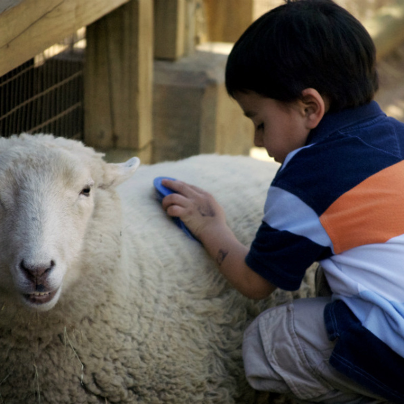 يتعاطف الطفل مع خروف الاضحية قبل الذبح