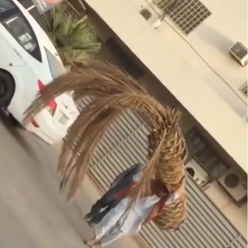 فيديو..عامل باكستاني يحمل نخله بمفرده ويثير إستغراب المغردين