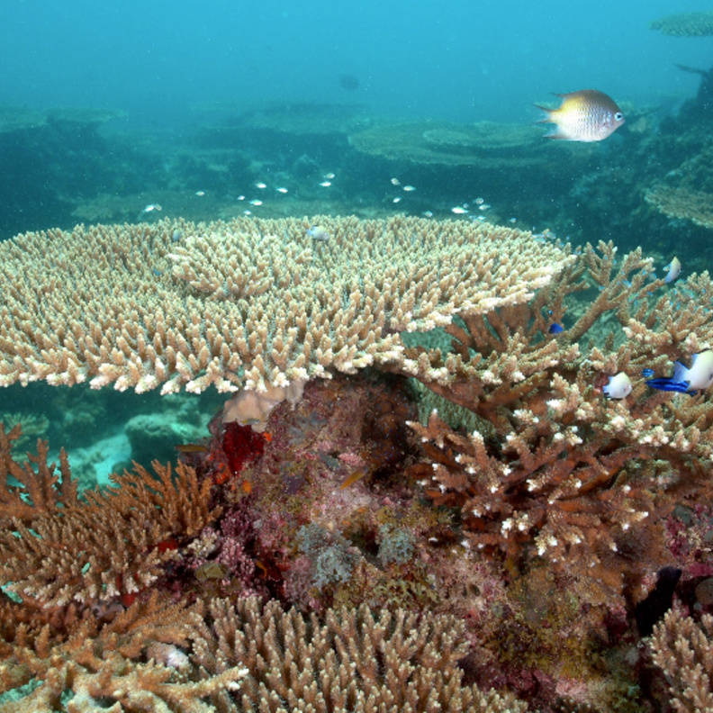 اعماق البحر في جزر فرسان