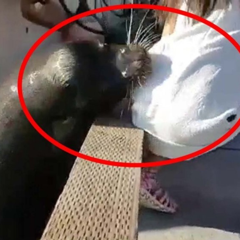 كلب البحر وهو يجذب طفلة إلى الماء