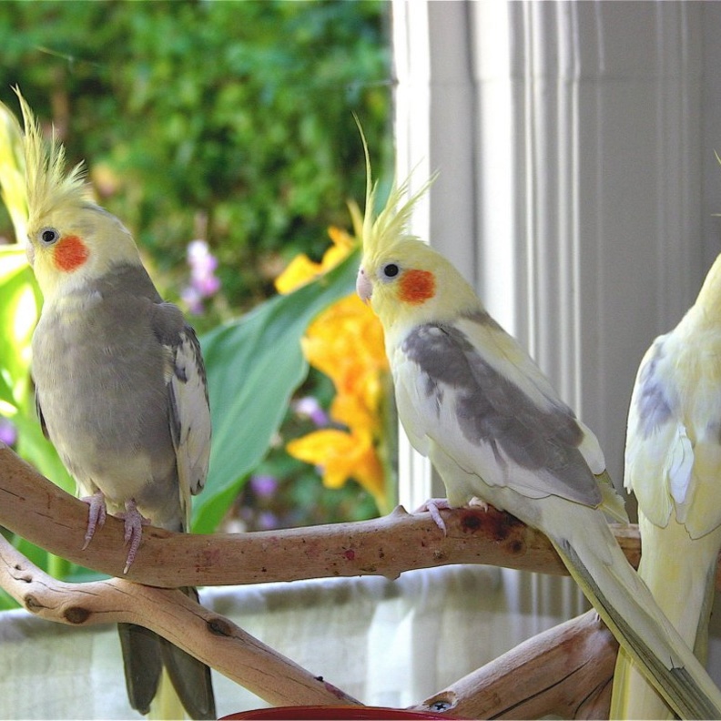 وزارة البيئة والمياه والزراعة