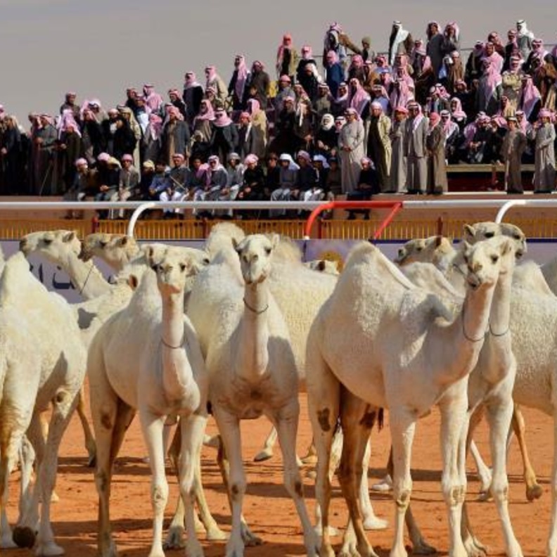  السماح للنساء بحضور مهرجان مزاين الإبل لأول مرة