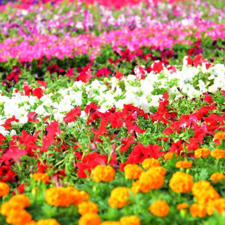 سجادة الزهور في أبها أقيمت على مساحة قدرها 26 ألف متر مربع