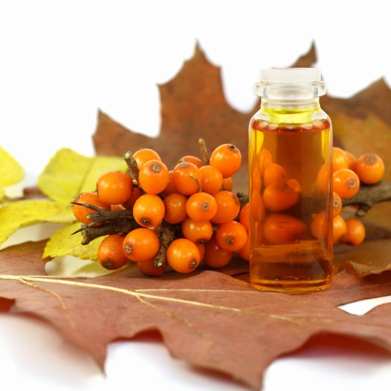 السدر يرفع من مناعة الجسم