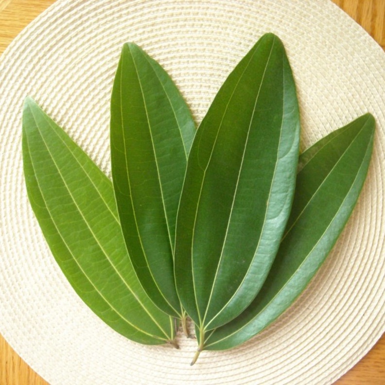 تجفيف أوراق المانجو تساعد في علاج الأمراض