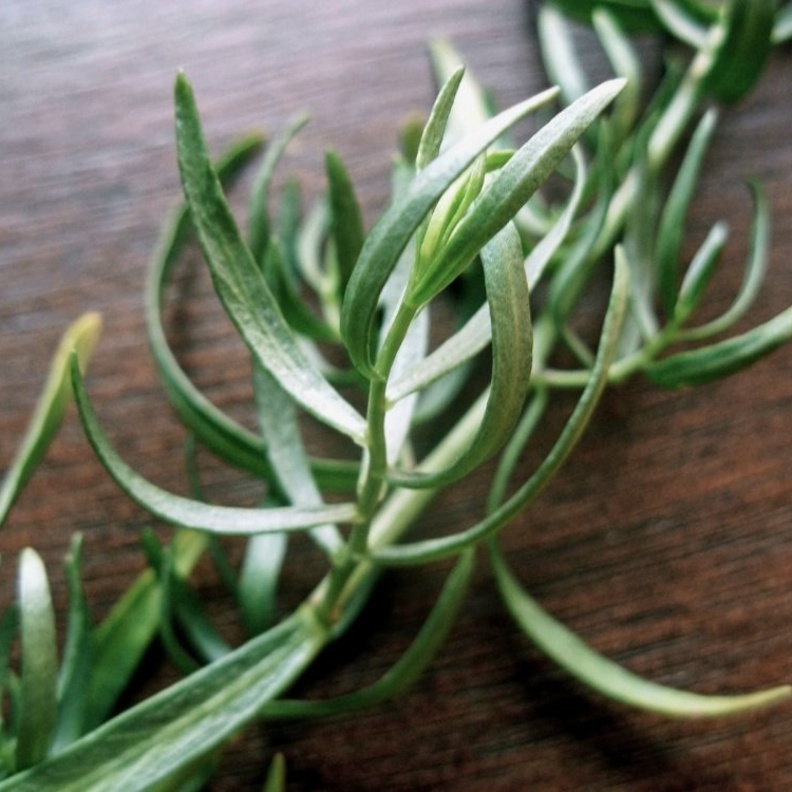 الطرخون يسكن آلام الأسنان