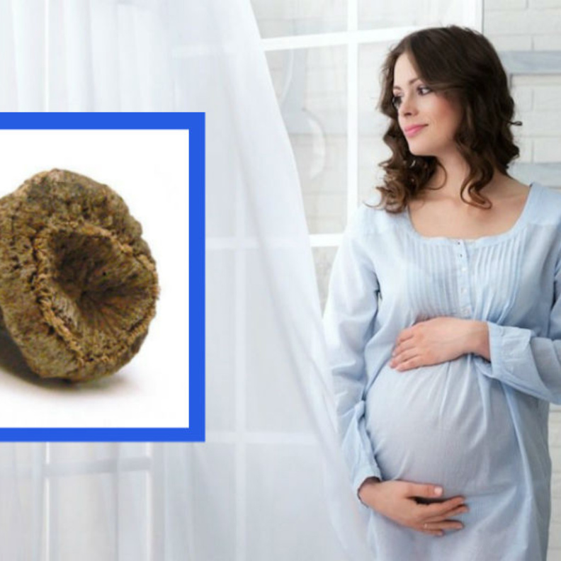 نبات القسط الهندي و الحمل