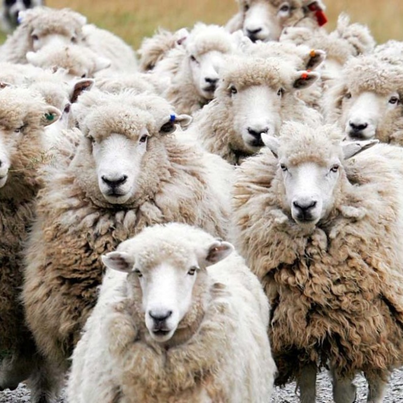 الموقف الكوميدي أثار إعجاب المغردين.