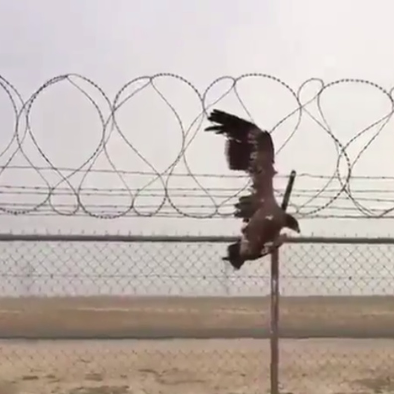 الطائر يبدو مستسلما.