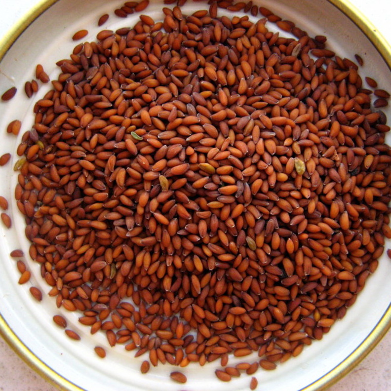 حب الرشاد مهم لتقوية مناعة الجسم