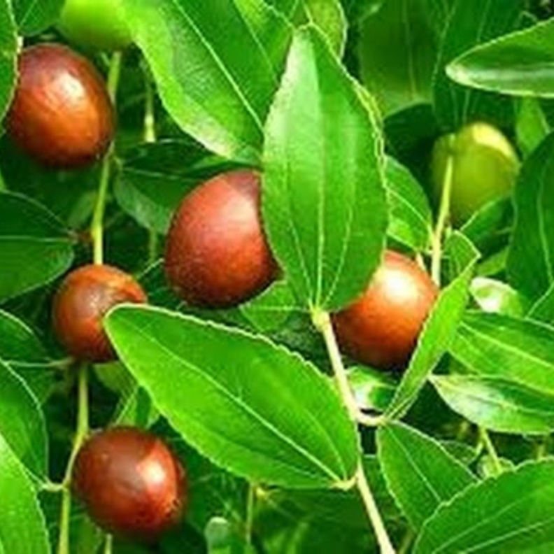 عشبة السدر تعالج أمراض العيون