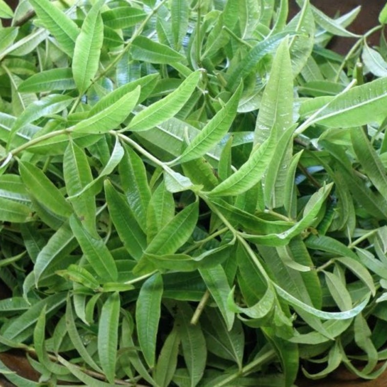 عشبة اللويزة تعالج مشاكل الجهاز الهضمي